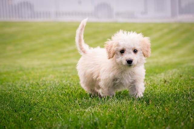 Puppy Essentials Guide