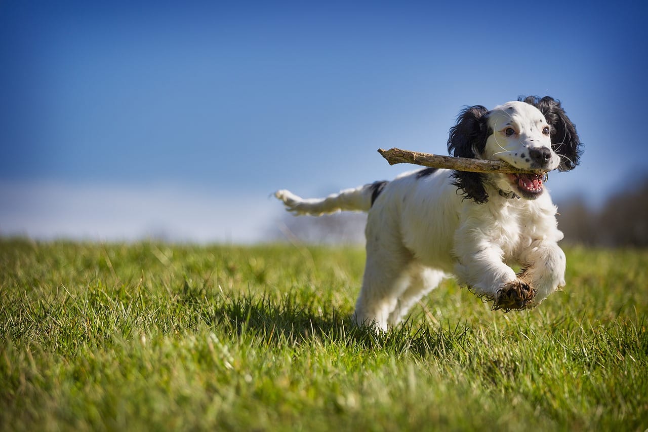 Advanced Obedience