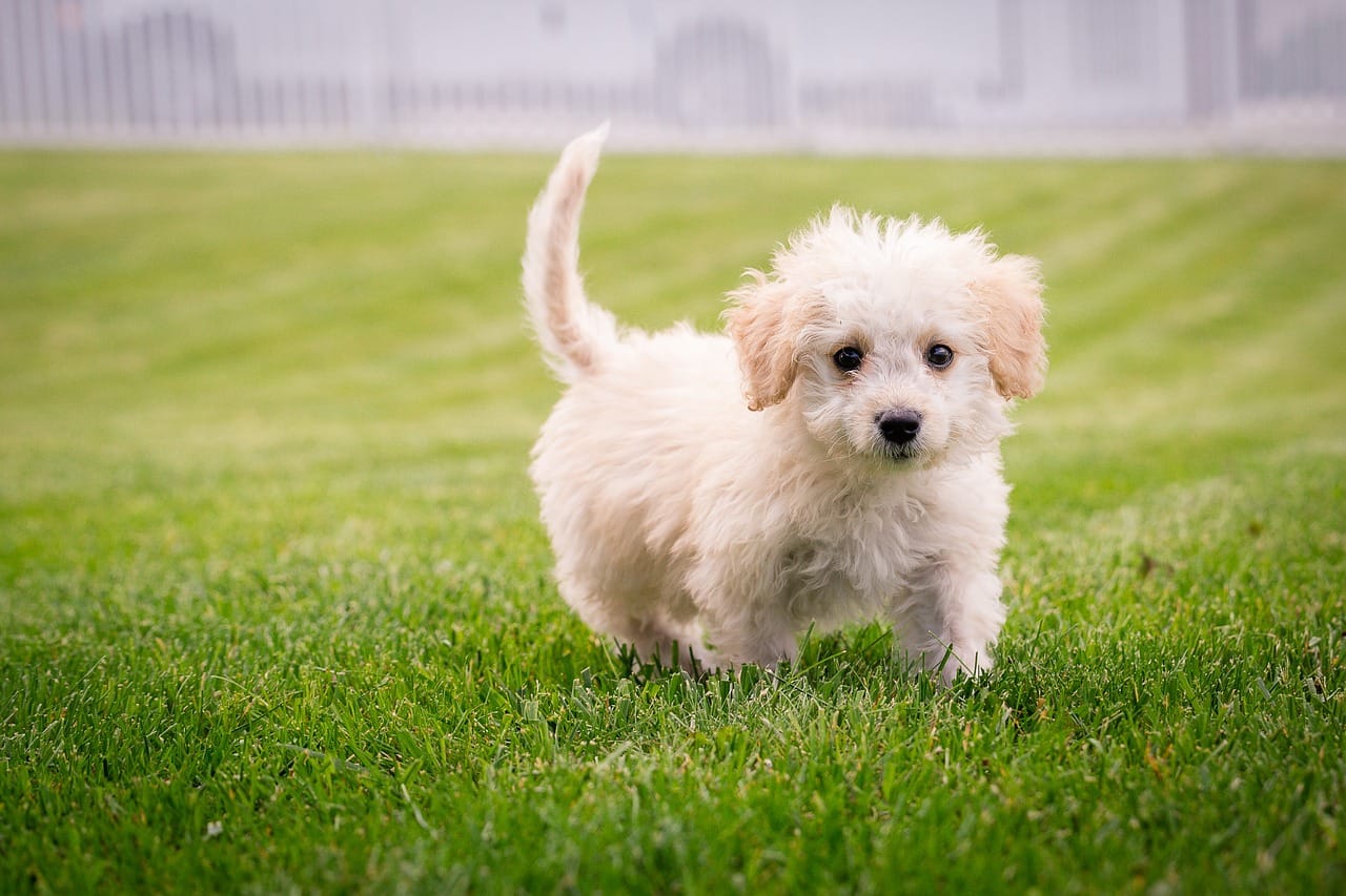 Puppy Essentials Guide