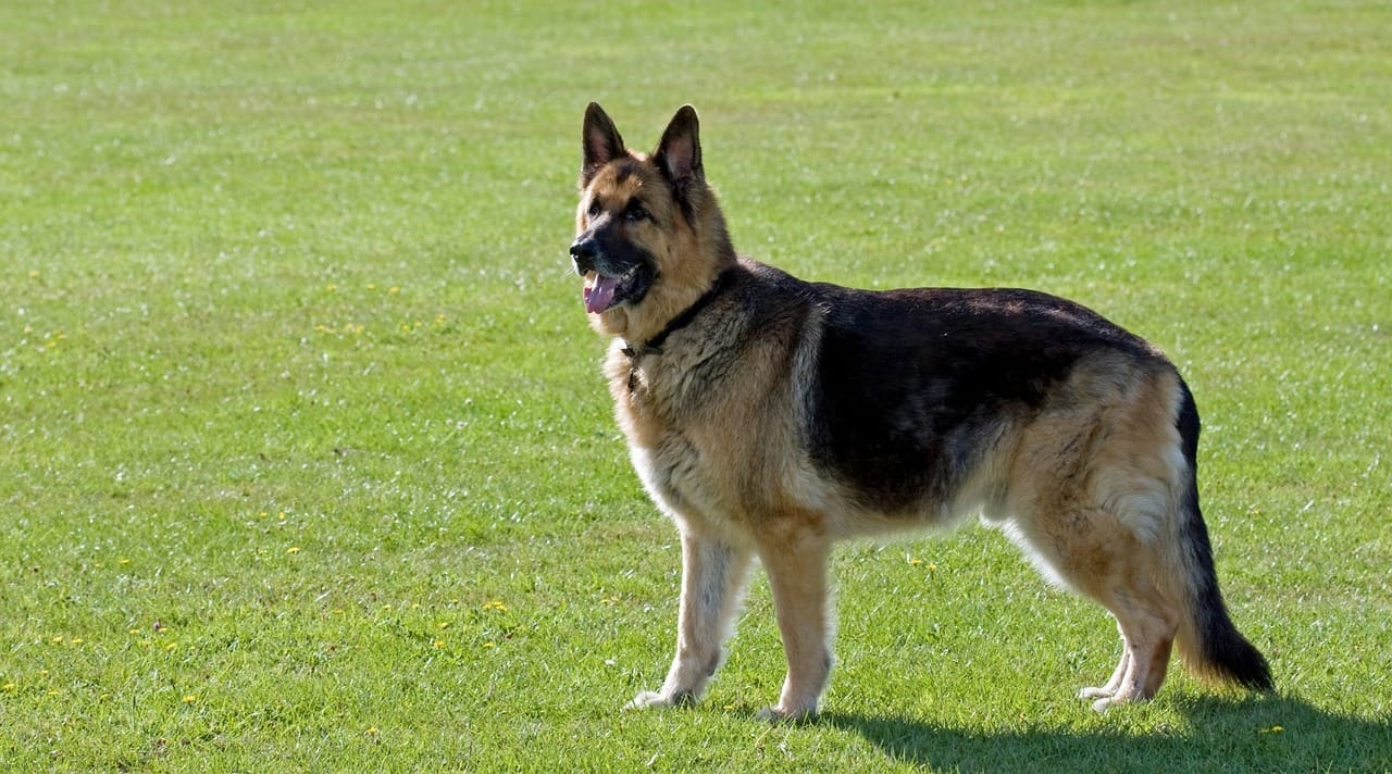 German Shepherd Guide